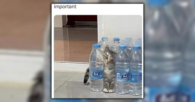 22 Cute Kitty Memes To Kick off Kitten Season