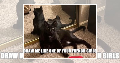 23 Black Cat Memes That Prove Void Kitties Are the Funniest Creatures Alive