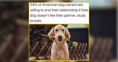 A Dog Dad's Guide to the Bestest Boys