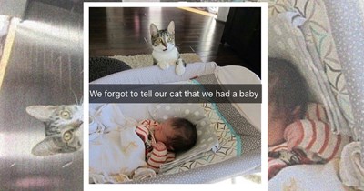 21 Pet Owners Who Thought They Were in Charge (They Were Not)