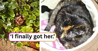 14-year-old cat spends over a decade living in a yard after her owner kicks her out, but she finally decides to trust the neighbor who never gave up on her: 'I am so happy I'm able to give her a comfortable retirement.'