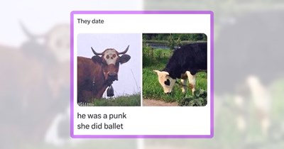 28 Silly Moo Memes to Cow-nt Down to the Weekend