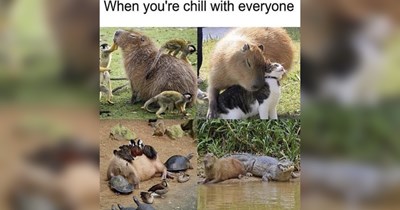 The Best Heartwarmingly Wholesome Memes and Posts of the Week