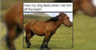 30+ Howlin' Dog Memes to Let Out Your Inner Wolf 