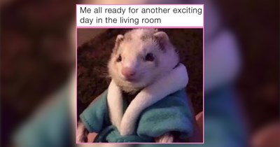 27 Teeny Tiny Bite-Sized Critters That Are Awww Worthy