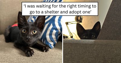 'Now I have a real life, fully 3D mini panther': A cat lover's dream of adopting a black cat comes true after discovering a neighbor’s litter and bringing home a big-eared kitten named Ravena