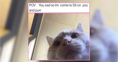 20 Indulgent Cat Memes For Sad Folks Who Just Need Something Soothing 