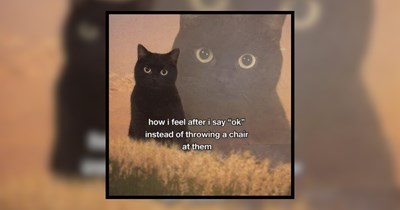 21 Stunning Black Cats to Ward Off All Evil 