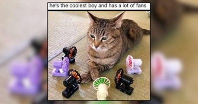 Your Daily Dose of Purrfect Cat Memes For Wholesome Sauce