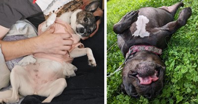 24 Belly Rub Begging Puppers Waiting for You to Bestow the Belly Pats