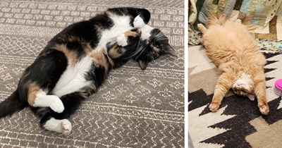 23 Beautiful Bellies of Forbidden Feline Fluff Begging for a Brush