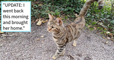 Stray cat abandoned in botanical gardens found by cat lover who built her a house for winter until his home would be ready to be her furever home, cat dad says: ‘I really hope she doesn't mind me catnapping her!’