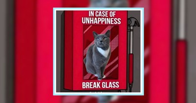 21 Cute Cat Memes fur Curled Up Hoomans Hiding from Responsibilities