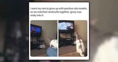 21 Animal Memes to Satisfy Your Silly Craving Today (March 7, 2026)