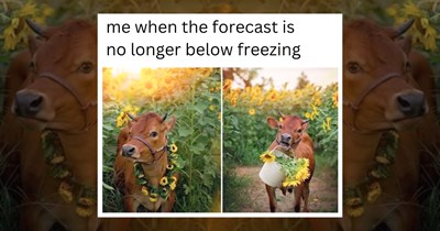 24 Cute Cow Memes to Give You That Monday Moo'tivation