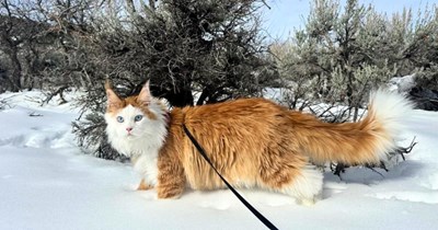 26 Uniquely Adventurous Cats Harnessing the Heartwarming Spirit of the Outdoors 