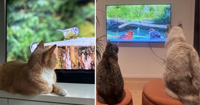 22 Pawfect Pictures of Curious Cats Taking Front Row Seats for Bird TV