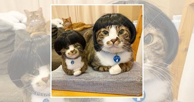 21 Judgy Cats Who Look Like They Just Read Your Search History And Are Extremely Disappointed