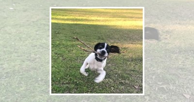 22 Dogs Experiencing Peak Zoomies Energy That No Living Room Is Ready For