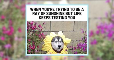 21 Heartwarming Husky Memes Full of Fluffy and Doggo Funnies