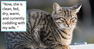 Indoor cat who snuck outside and left pawrents in puddle of tears finally found after worry-filled week by neighbor who spotted her, cat dad says: ‘At first we couldn’t find her but a little patience paid off as we spotted her slinking along a fence.’