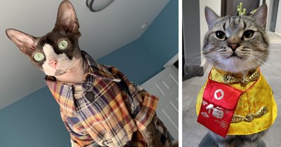 21 Fashion Forward Felines with Fierce Attire and Vogue Desire