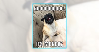 Monday Motivation Made of 23 Dog Memes Delivering Doggo Goodness