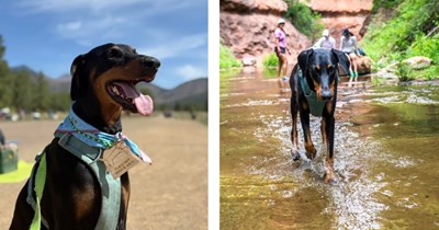'This decision has not been made lightly': Affectionate and intelligent 4-year-old Doberman needs rehoming in Phoenix, Arizona by good but overwhelmed human, she's full of regret but doing the responsible thing