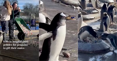 Love is in the air: Kids in local hospitals paint pebbles for penguins at Edinburgh zoo to use as gifts, staff sets up a livestream for children to watch from home