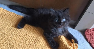 'Instead of grocery bags, she’s holding this tiny black kitten': Son worries when mom takes hours grocery shopping, she comes home instead with gorgeous blue-eyed void cat for the family