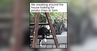 22 Mischievous Memes of Sneaky Cats Who Think Their Plan Is Working Purrfectly