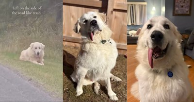 Giant doggo left on the side of the road for not being "perfect", gets saved by animal rescuers where he becomes part of the pack: 'He's so loved now'