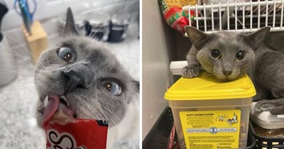 21 Purrecious Pictures of Cats Who Heard the Treat Bag and Came Running