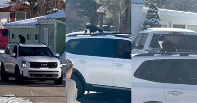 'You have a cat on your car!': Realtor drives out of neighborhood when she realizes her clients' cat is stuck on the roof of her car