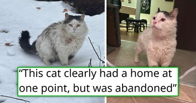'[He was] being chased off properties by mean people': Kind woman rescues abandoned, limping cat on Christmas day, three months later, he goes through a complete transformation, is happy and thriving 