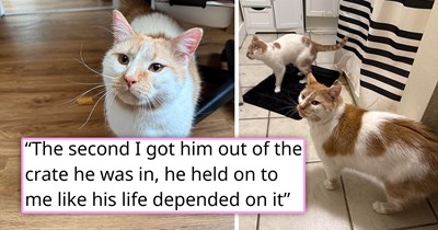 'It feels like I have a missing piece of me back again': 2 years after breakup, ex's new girlfriend reaches out to the old one, begging her to "come get these d*ng cats", and the felines couldn't be happier to be back in their real home