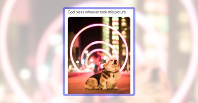 28 Cute Corgi Memes Full of Tiny Legs and Big Happiness