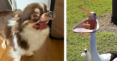 37 Goblin Mode Animals Causing Mild Mayhem on Your Peaceful Scroll