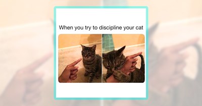 23 Pawdorable Cat Posts From Funny Feline Parents Worldwide
