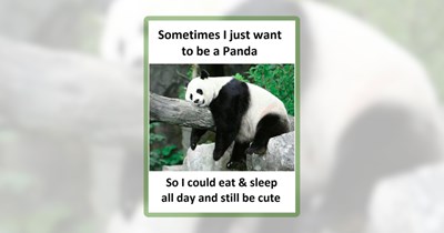 26 Wildlife Memes Full of Feral Fabulousness and Wilderness Wisdom