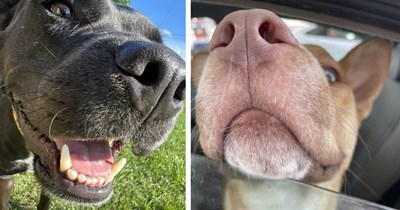 26 Sweet Doggo Snouts Begging to be Booped