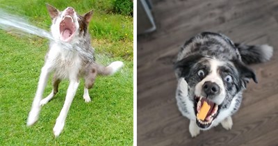 22 Funny Pics of Crazed Canines Caught Trying to Catch