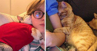 20 Awwdorably Clingy Cats Who Do Not Understand the Concept of Purrsonal Space