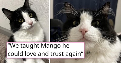 'The cat no one wanted': Couple adopts shelter's longest resident feline whose trust in humans had been broken by previous owners who returned him, giving him another chance at a life he deserves