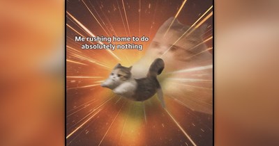 A Soft and Silly Slice of Happiness Featuring 24 Fluffy Feline Funnies