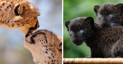 27 Wholesome Pictures of Woodsy Wild Cats Living Their Best Big Cat Lives