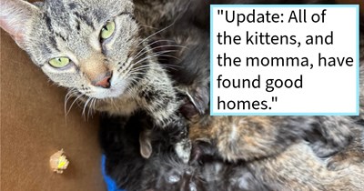 Litter of 9 kittens and momma cat found in construction dumpster rescued by kind couple who found furever homes for the whole feline family, rescuer says: ‘I can’t see the momma kitty dragging 9 kittens to a dumpster they can’t even get into’