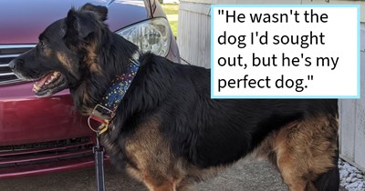 ‘I spent years terrified to leave the house alone, but his confidence has started to rub off on me; he wasn't the dog I sought out, but he is my perfect dog.’: The sick rescue and pawrent who healed together through unlikely love and a wagging tail.