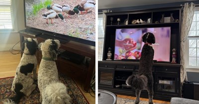 25 Cute TV Watching Canines to Curl Up With While Binging Netflix