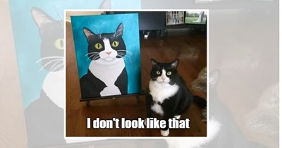 25 Silly Cat Memes for People Who are Pretending to Work This Morning